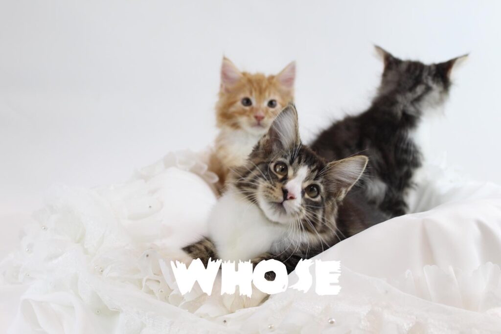 S 285655084 貓舍 誰的貓貓舍 高雄貓舍 whosecat 買貓推薦 養貓推薦 貓咪品種
