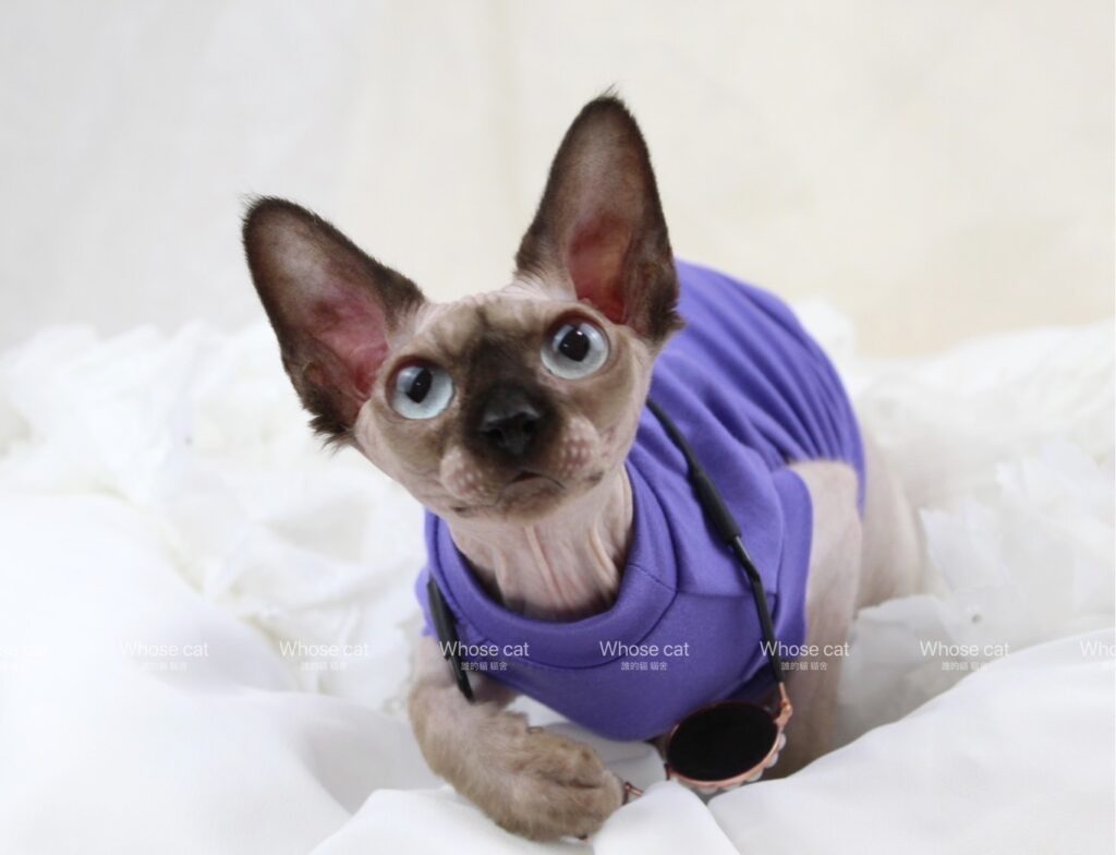 S 335200280 貓舍 誰的貓貓舍 高雄貓舍 whosecat 買貓推薦 養貓推薦 貓咪品種