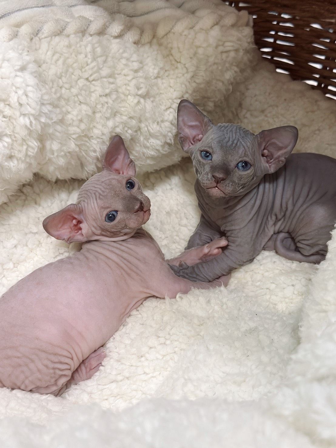 S 742981636 0 貓舍 誰的貓貓舍 高雄貓舍 whosecat 買貓推薦 養貓推薦 貓咪品種