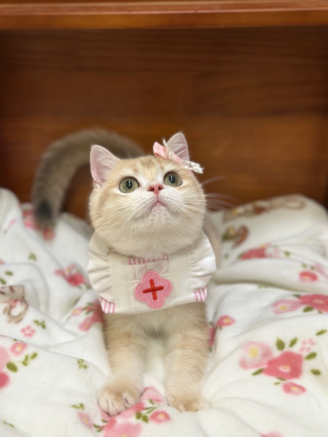 S 742981657 0 貓舍 誰的貓貓舍 高雄貓舍 whosecat 買貓推薦 養貓推薦 貓咪品種