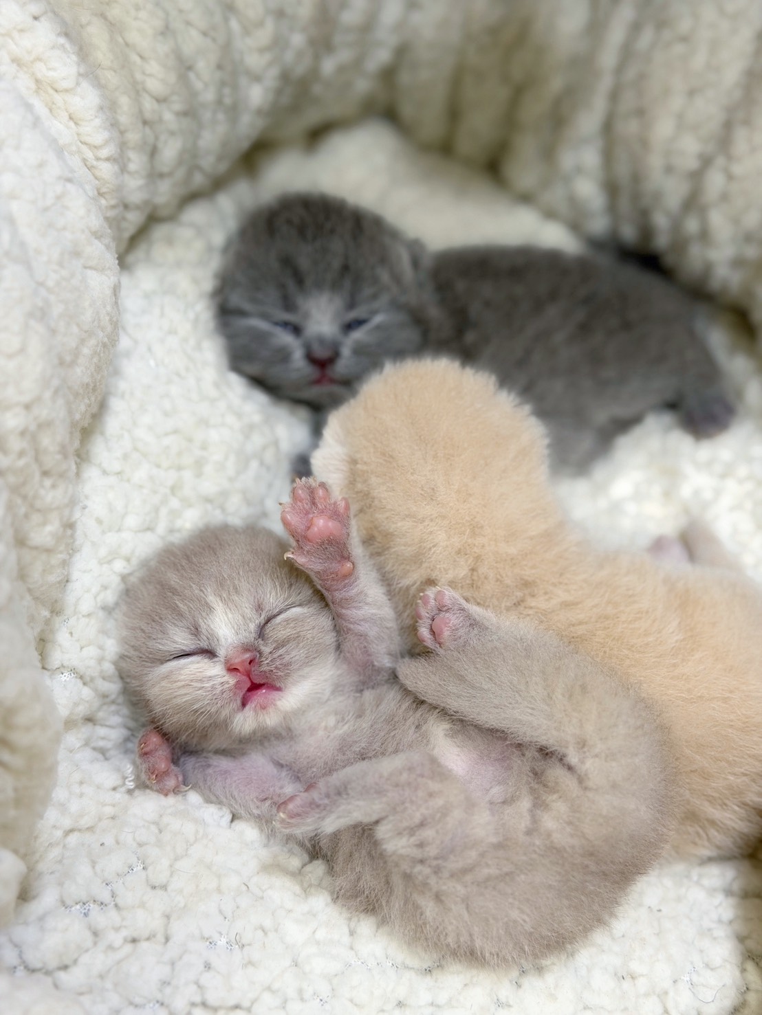 S 742981672 0 貓舍 誰的貓貓舍 高雄貓舍 whosecat 買貓推薦 養貓推薦 貓咪品種