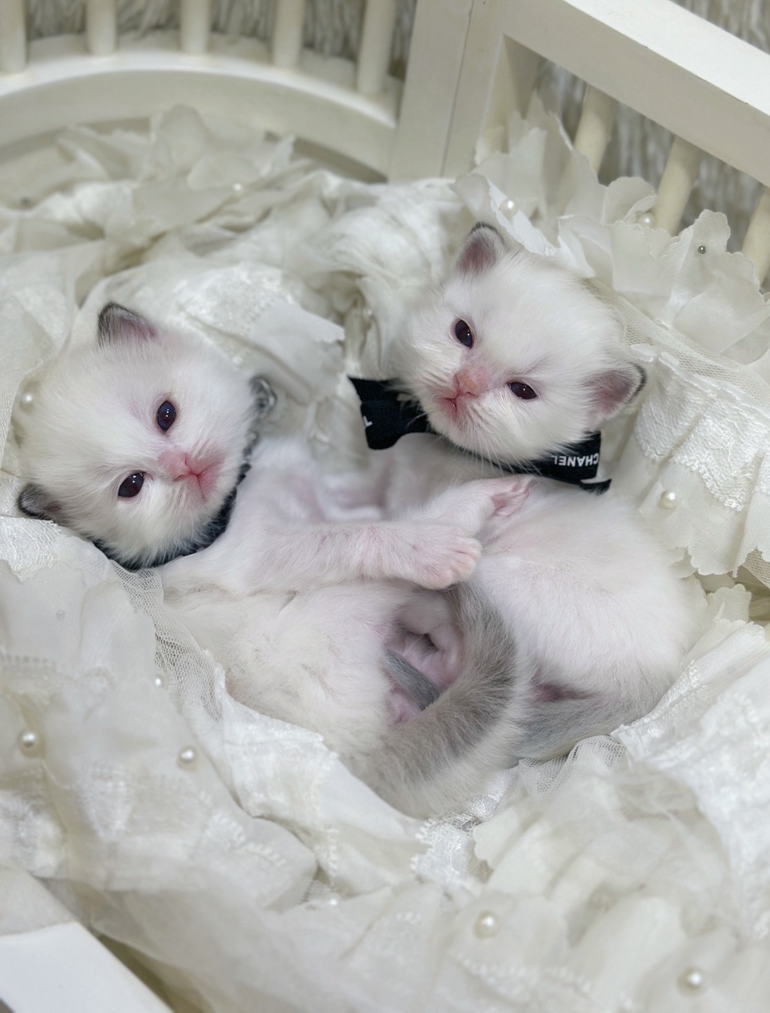 S 742981714 0 貓舍 誰的貓貓舍 高雄貓舍 whosecat 買貓推薦 養貓推薦 貓咪品種