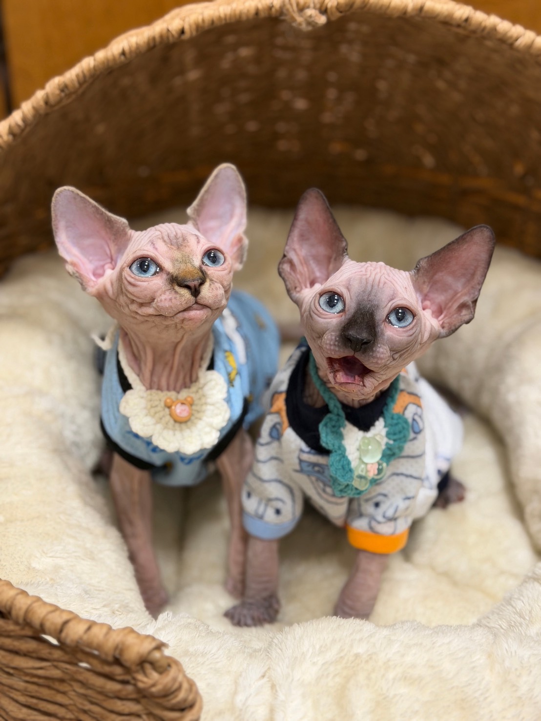 S 812343303 0 貓舍 誰的貓貓舍 高雄貓舍 whosecat 買貓推薦 養貓推薦 貓咪品種