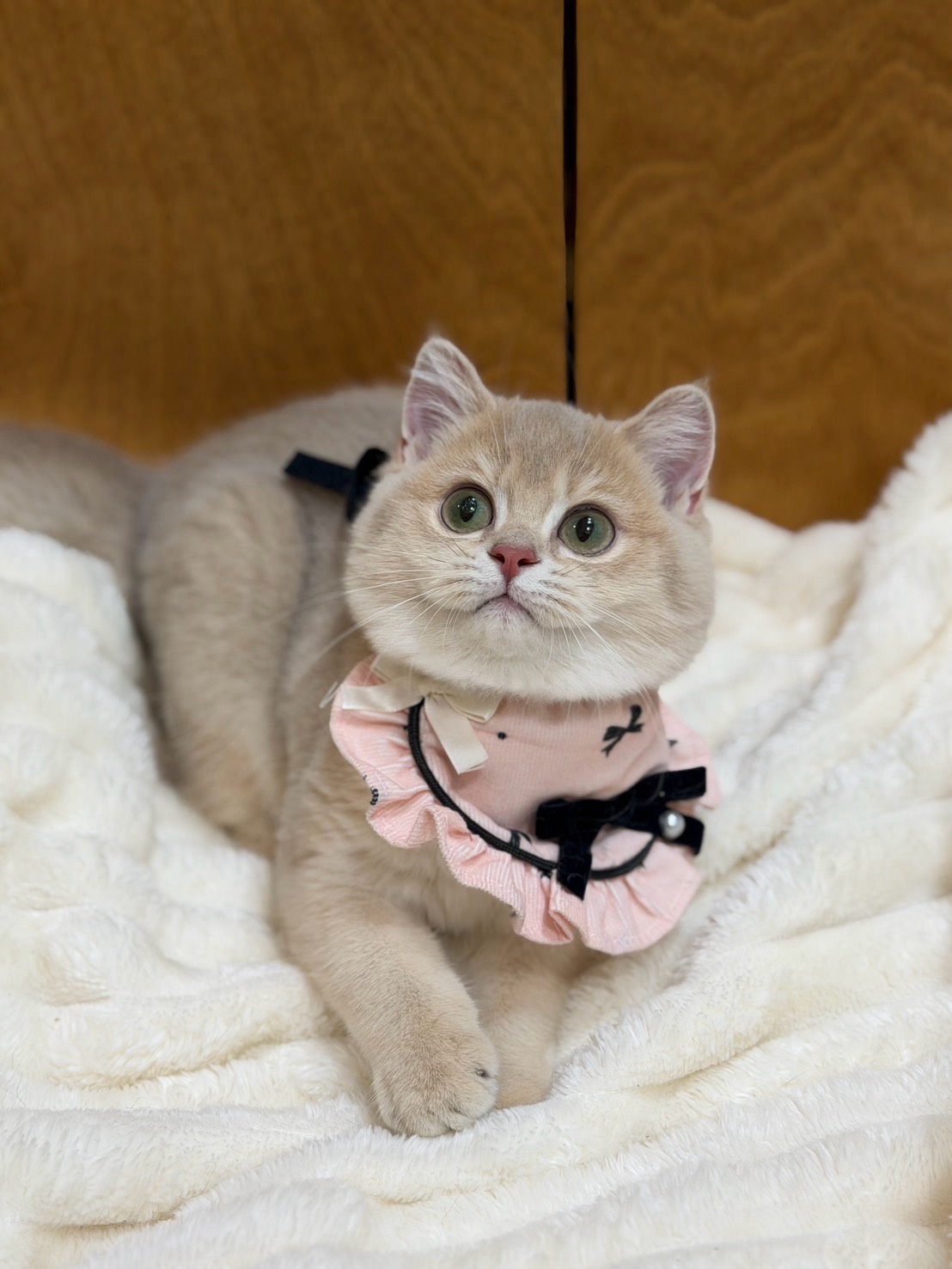 S 812367881 0 貓舍 誰的貓貓舍 高雄貓舍 whosecat 買貓推薦 養貓推薦 貓咪品種