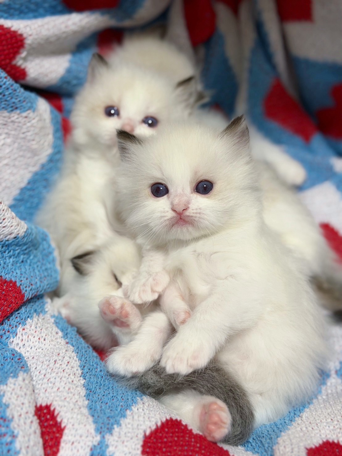 S 812376076 0 貓舍 誰的貓貓舍 高雄貓舍 whosecat 買貓推薦 養貓推薦 貓咪品種