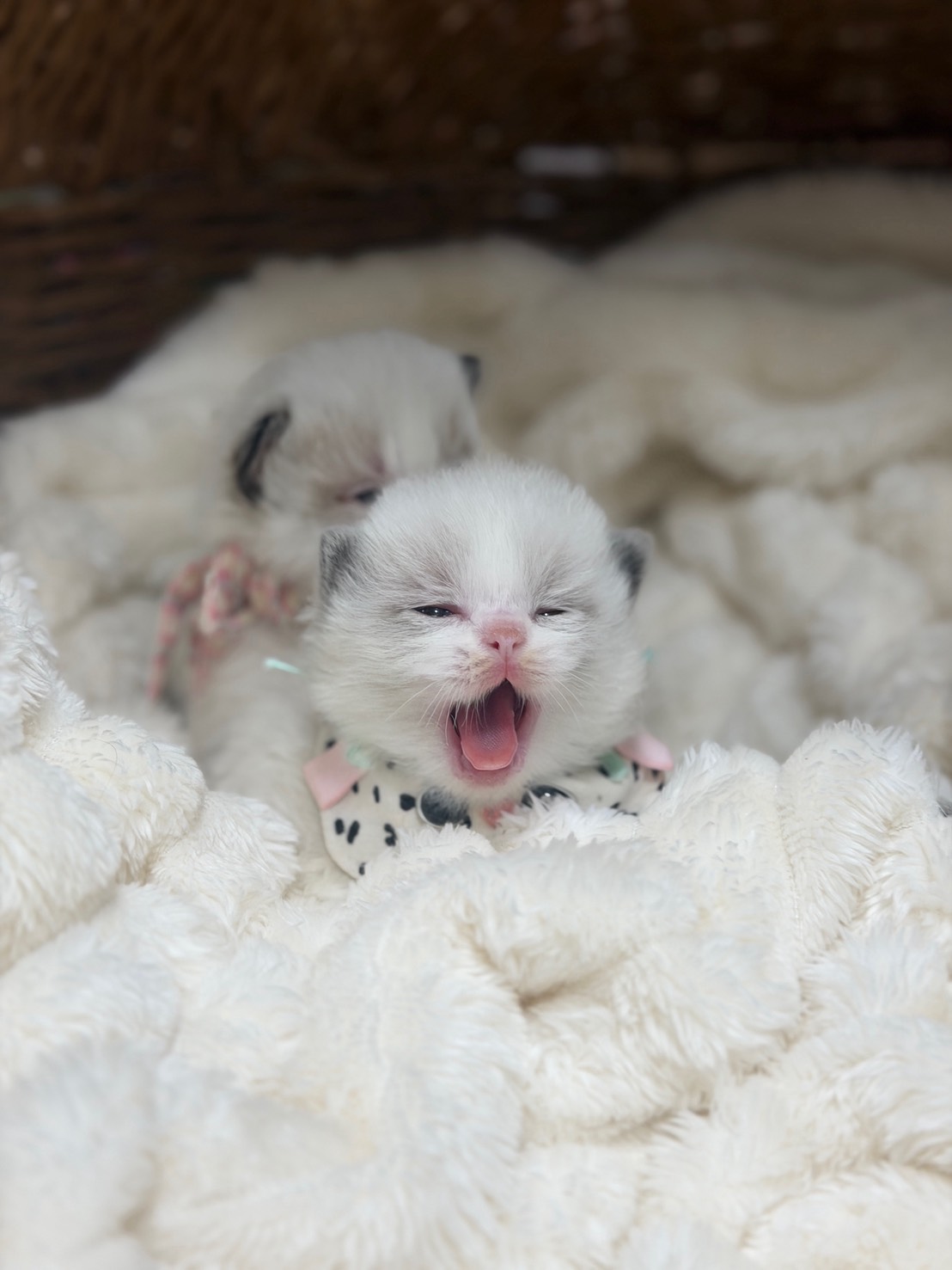 S 815448068 0 貓舍 誰的貓貓舍 高雄貓舍 whosecat 買貓推薦 養貓推薦 貓咪品種