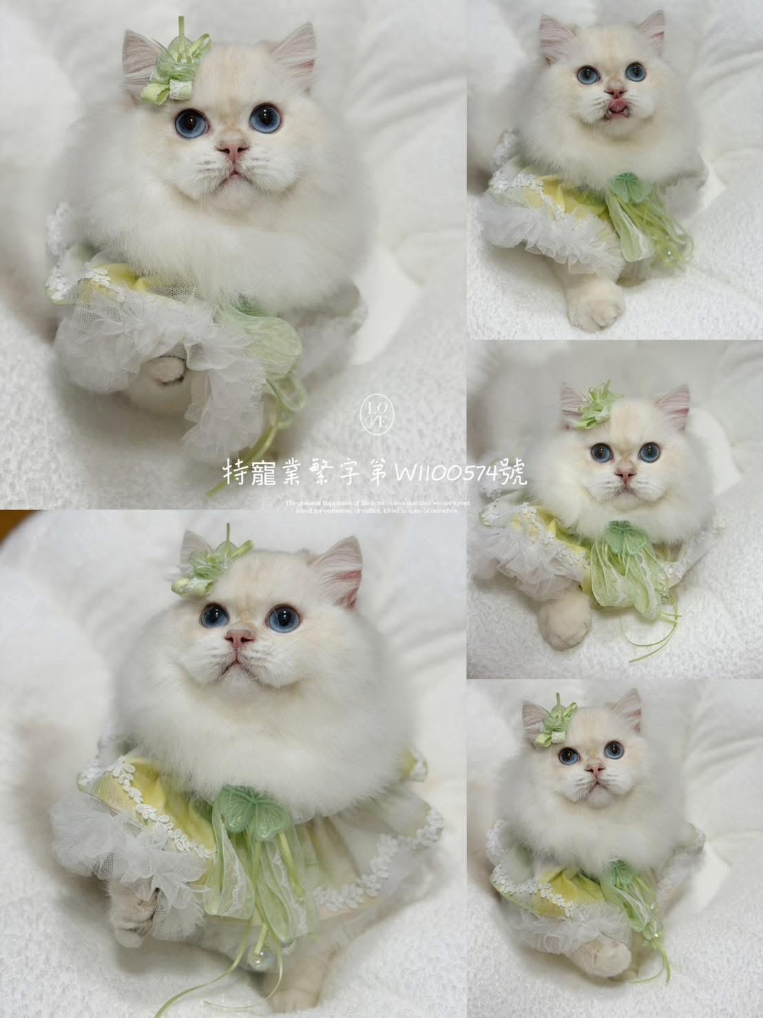 S 101556233 貓舍 誰的貓貓舍 高雄貓舍 whosecat 買貓推薦 養貓推薦 貓咪品種