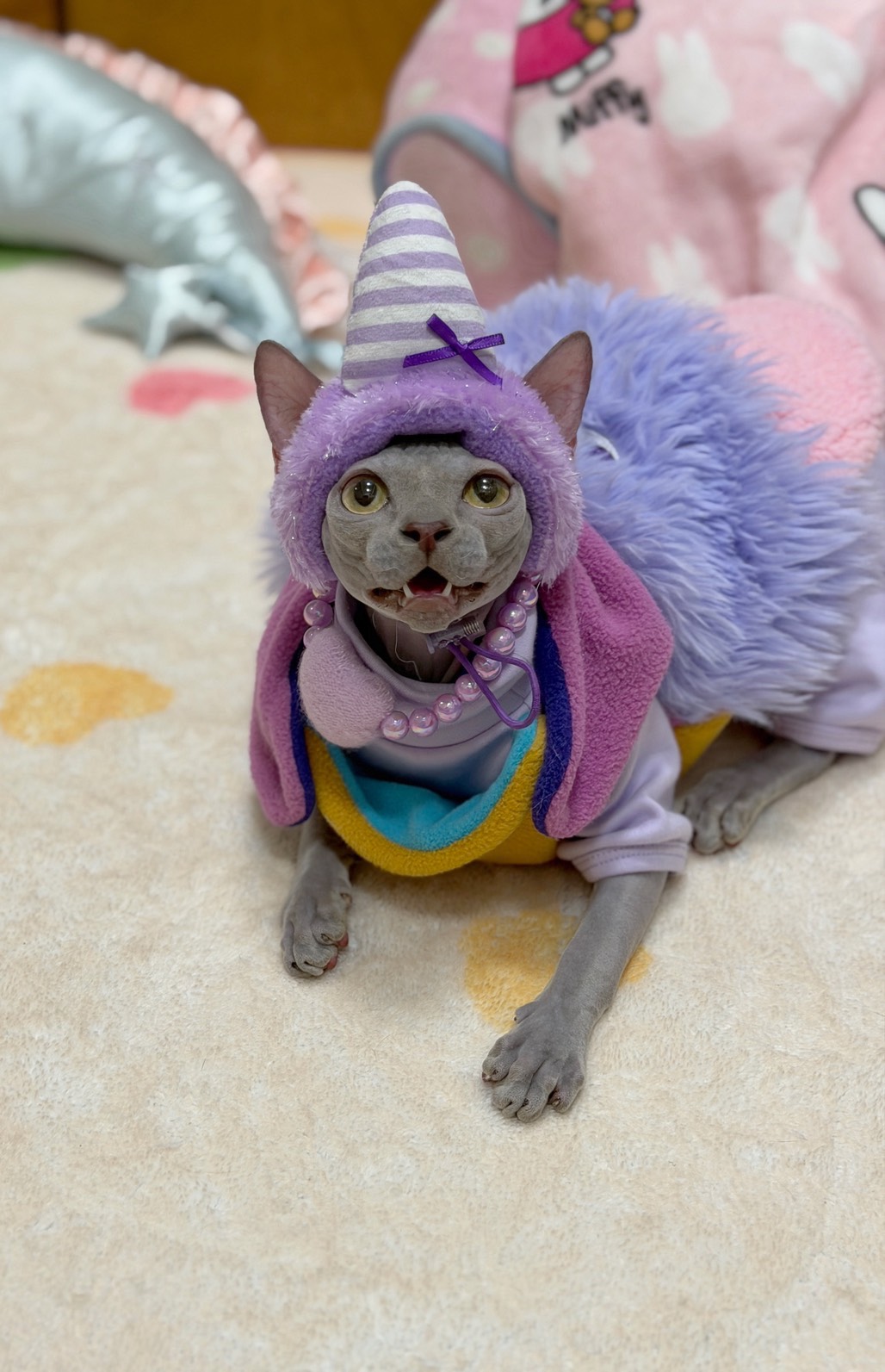 S 825368588 0 貓舍 誰的貓貓舍 高雄貓舍 whosecat 買貓推薦 養貓推薦 貓咪品種