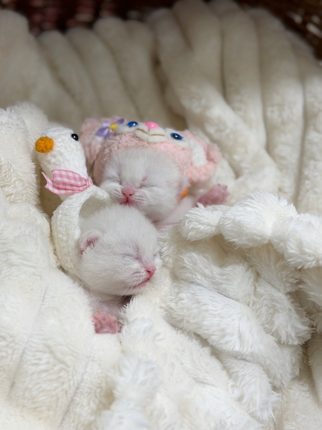 S 829153290 0 貓舍 誰的貓貓舍 高雄貓舍 whosecat 買貓推薦 養貓推薦 貓咪品種