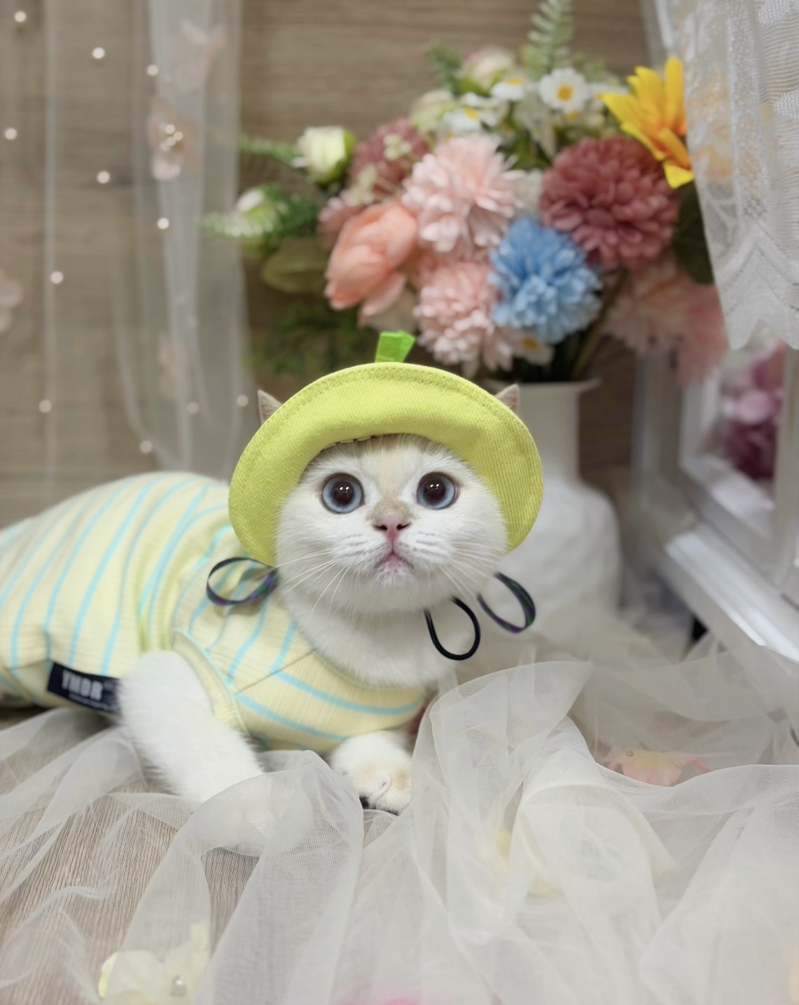 S 889798660 0 貓舍 誰的貓貓舍 高雄貓舍 whosecat 買貓推薦 養貓推薦 貓咪品種