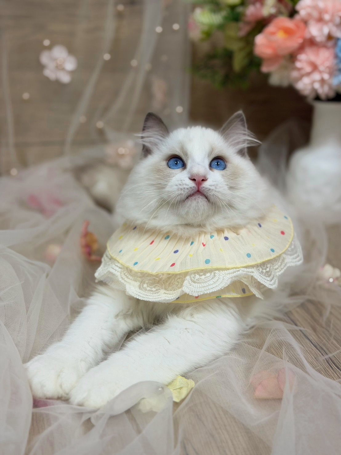 S 890970122 0 貓舍 誰的貓貓舍 高雄貓舍 whosecat 買貓推薦 養貓推薦 貓咪品種